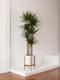 Dragon Tree