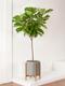 Fiddle Leaf Fig Tree