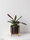 Calathea Rattlesnake