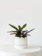 Calathea Rattlesnake