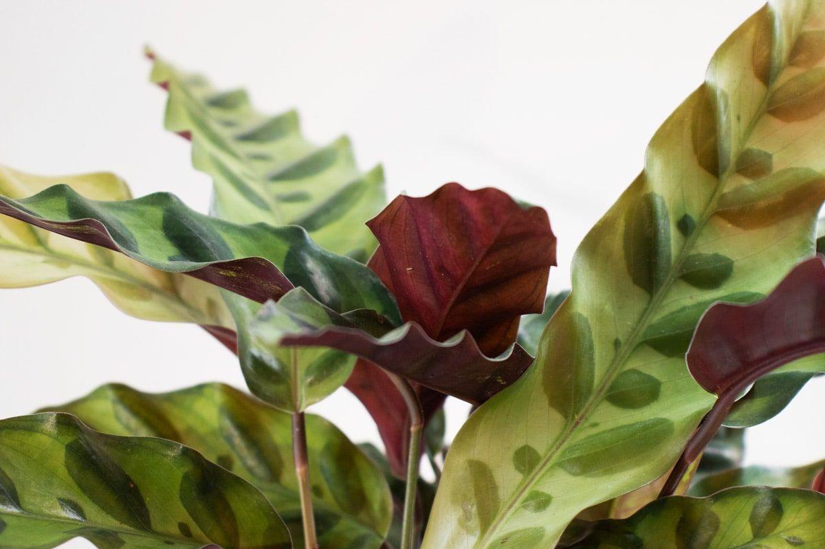 Calathea Rattlesnake - Scandinavian