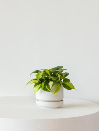 indoor plants picture