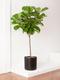 Fiddle Leaf Fig Tree