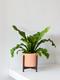 Bird's Nest Fern