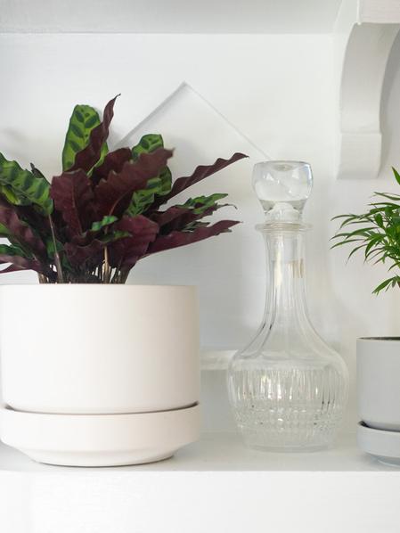Calathea Rattlesnake - Scandinavian