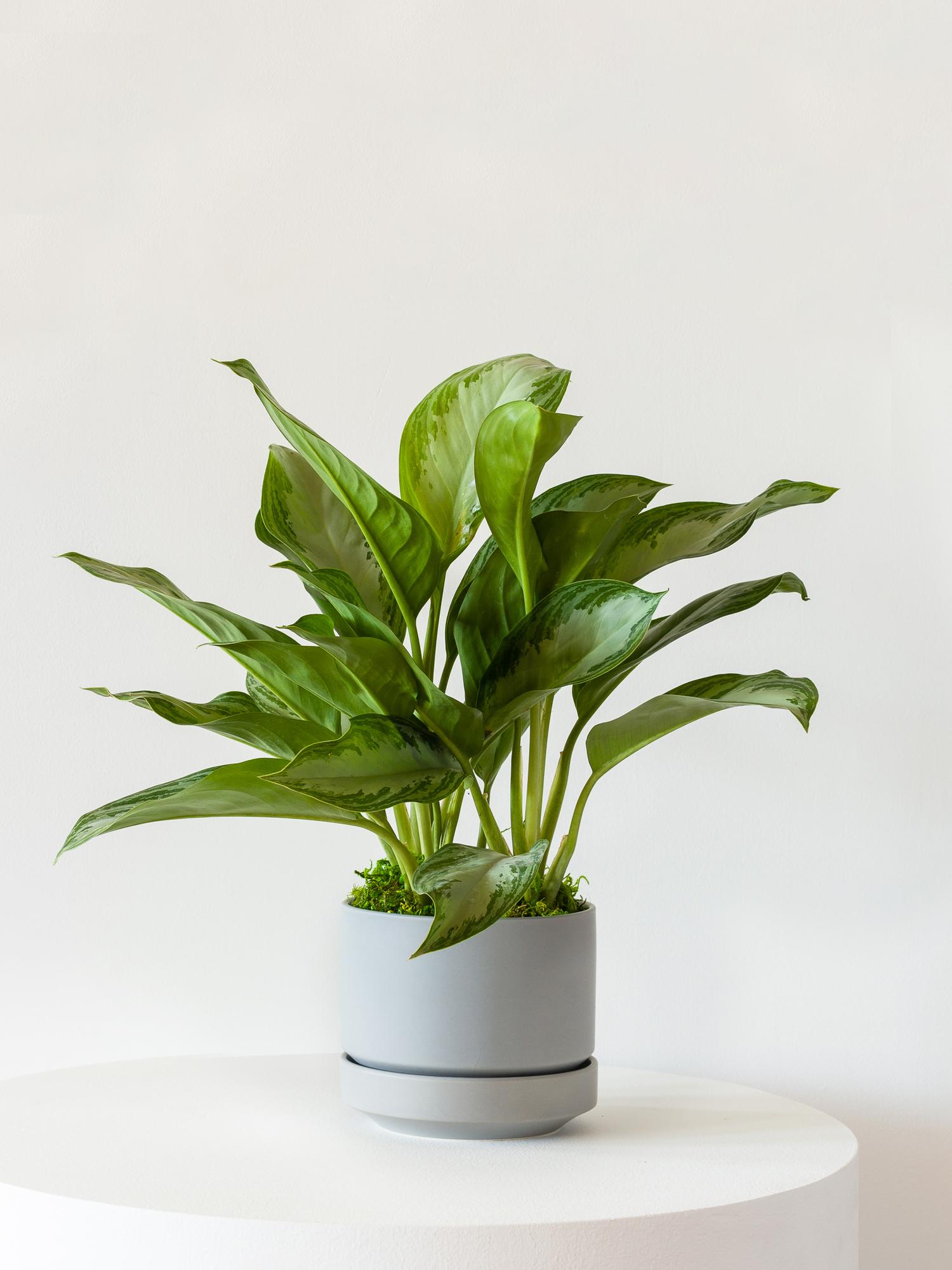 Silver Evergreen - Scandinavian