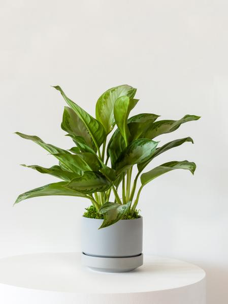 Silver Evergreen - Scandinavian