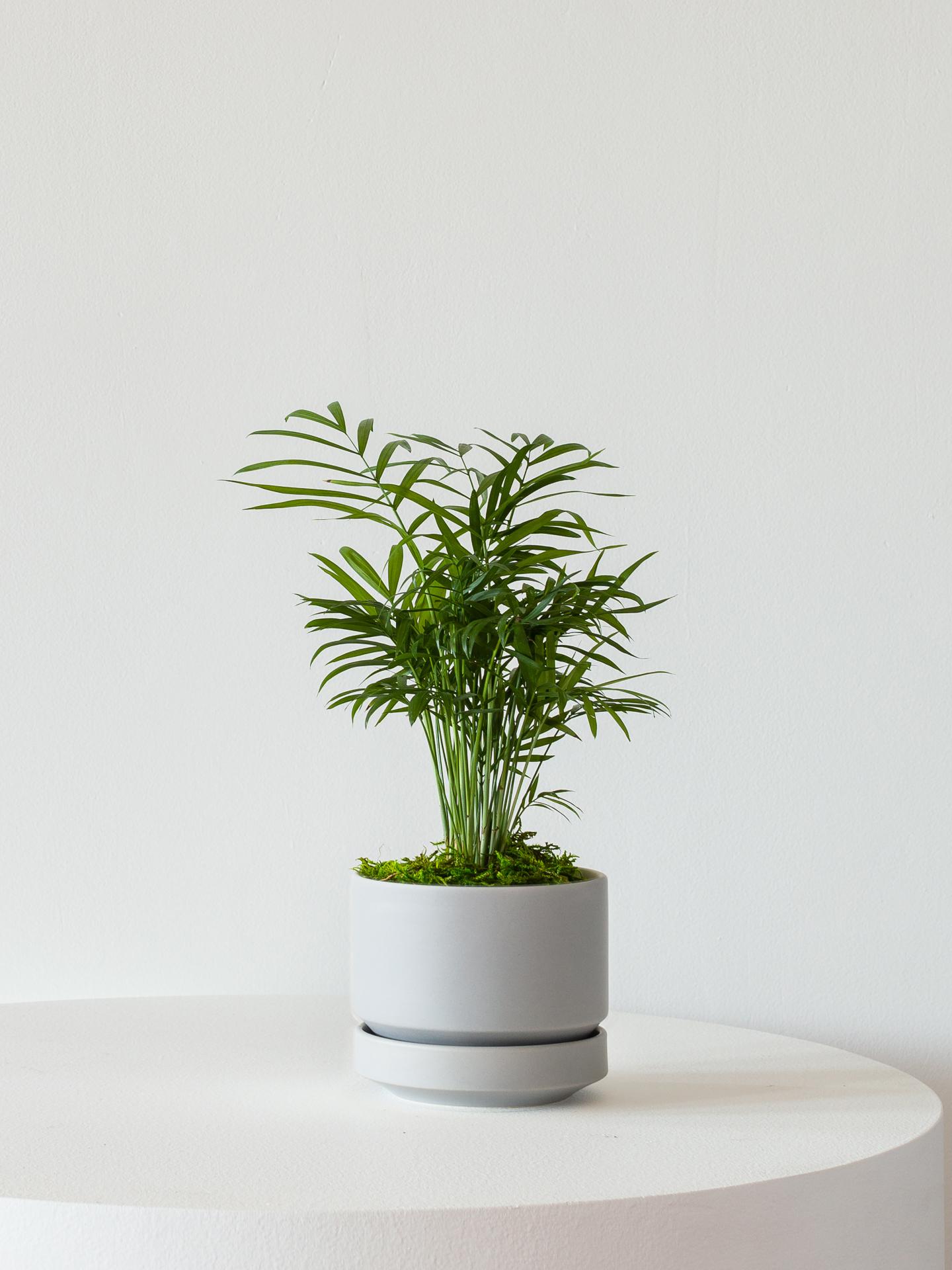 Parlor Palm - Scandinavian