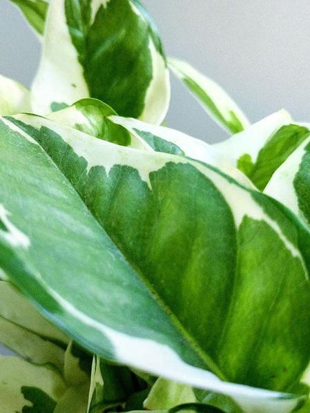 N'joy Pothos