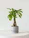 Braided Money Tree