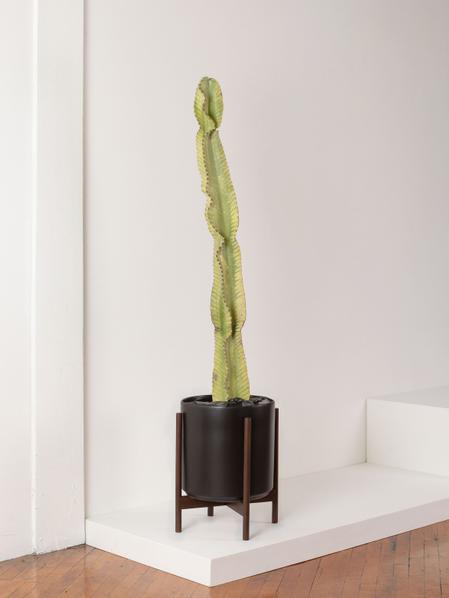 Desert Cactus