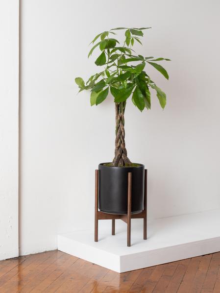 最大5万円OFFクーポン! willing plant anniversary Pedestal - 植物