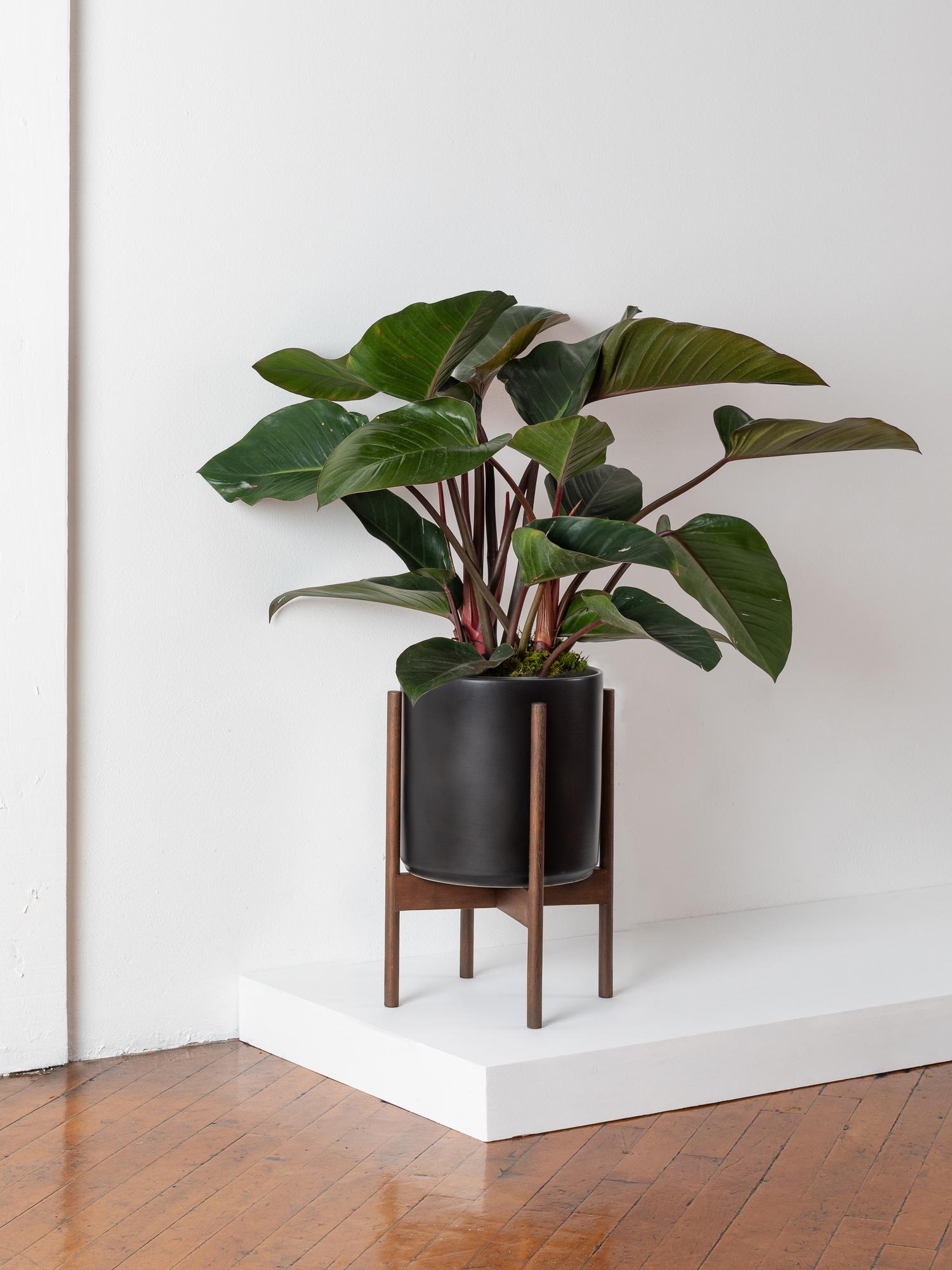 red-congo-black-mid-century-