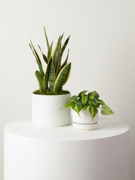 Philodendron Brasil - Scandinavian