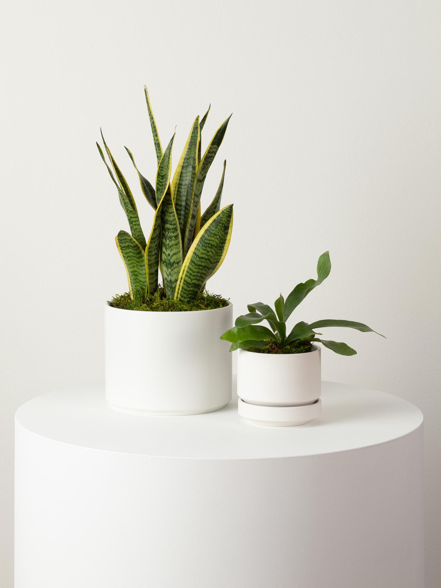 Staghorn Fern - Scandinavian