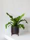 Bird's Nest Fern