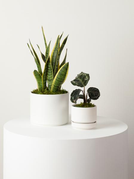 Calathea Medallion - Scandinavian