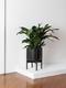 Cast Iron Plant