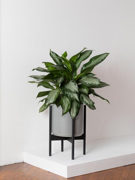 Silver Evergreen