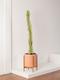 Desert Cactus