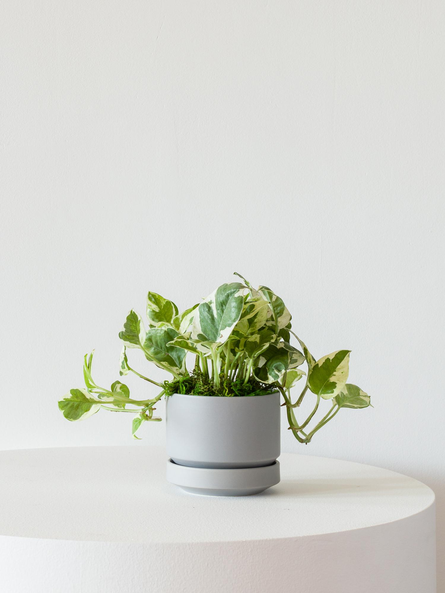 N'joy Pothos - Scandinavian