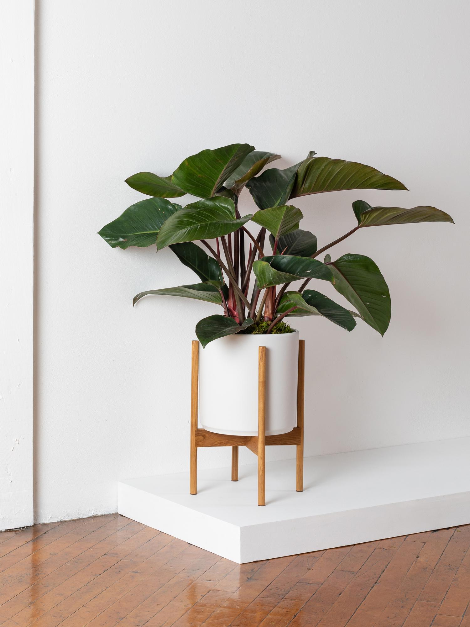 red-congo-white-mid-century-