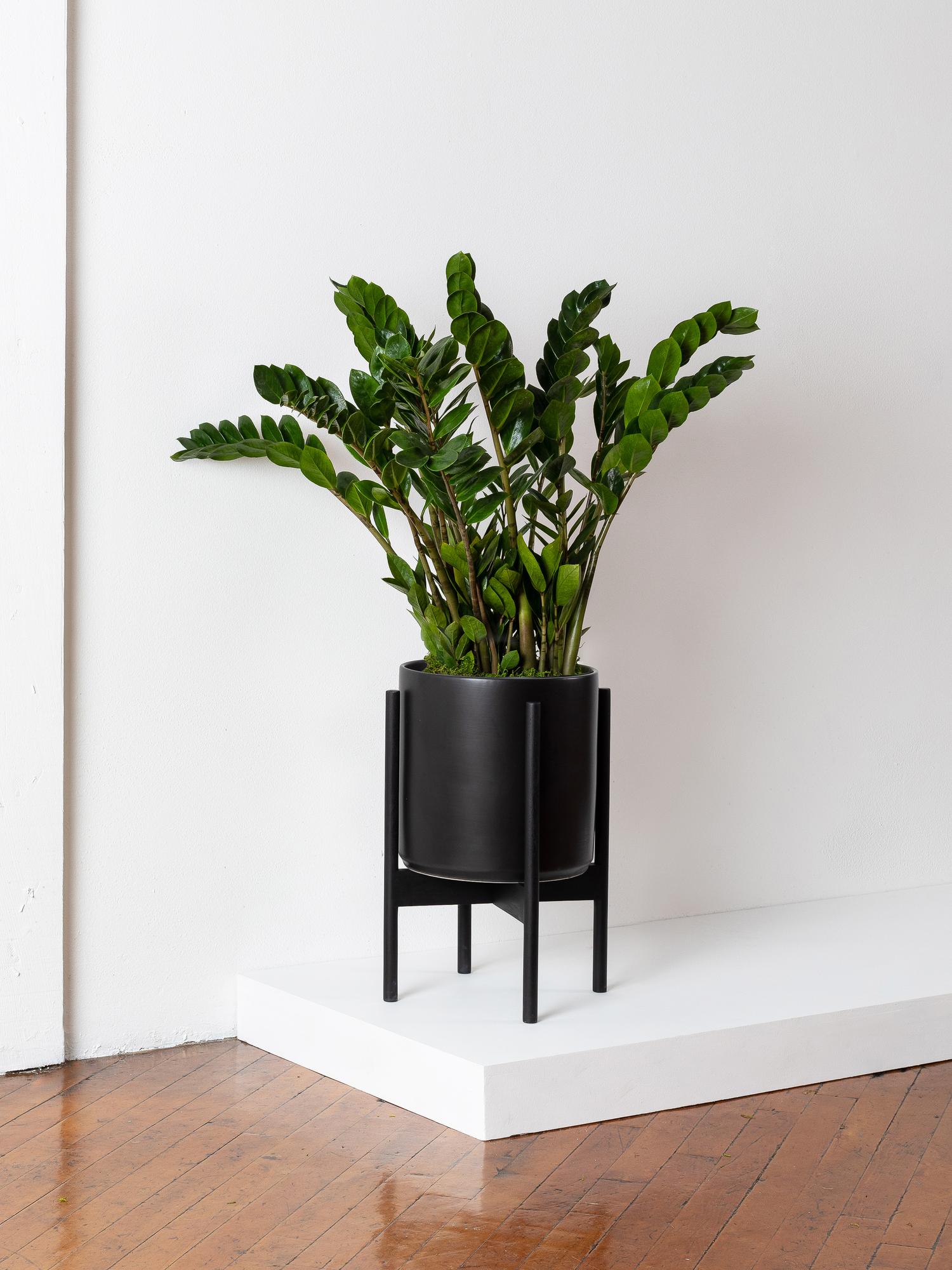 zanzibar-gem-black-mid-century