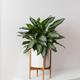 Silver Evergreen