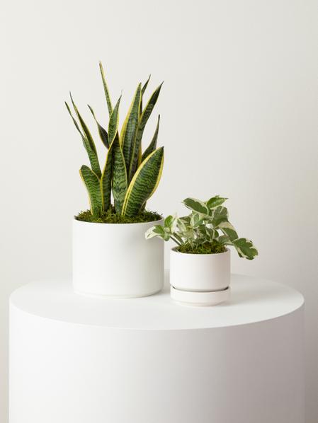 N'joy Pothos - Scandinavian