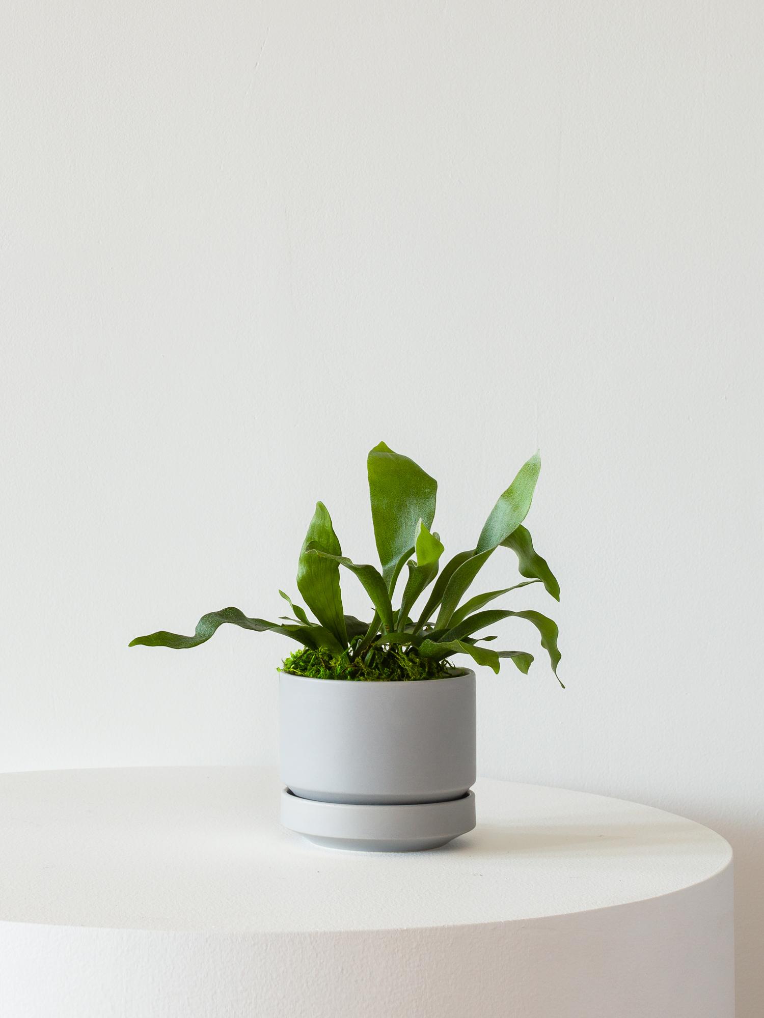 Staghorn Fern - Scandinavian