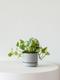 N'joy Pothos