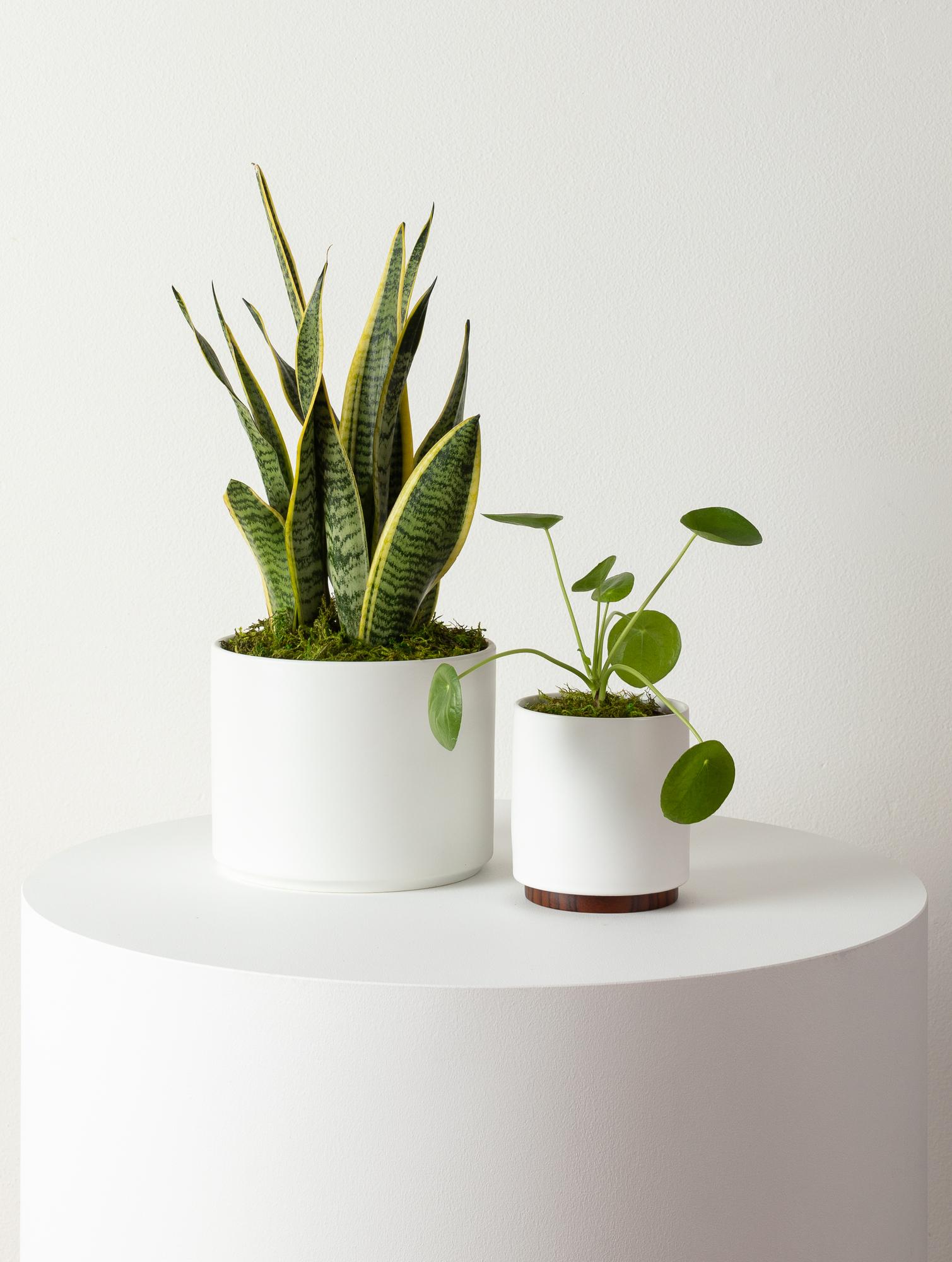 indoor plants picture