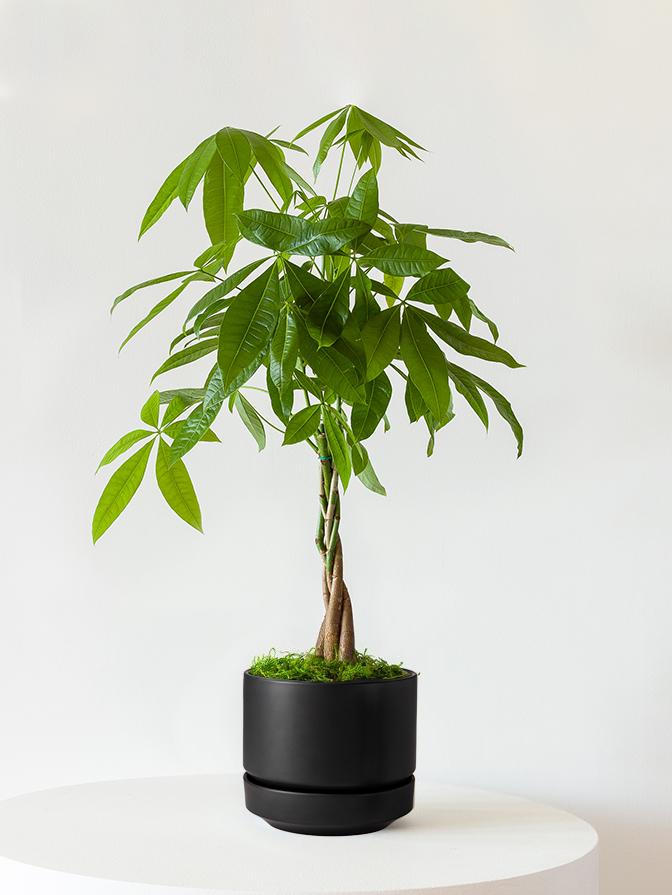 MAPPON REED ねぎ　3本セット Braided Money Tree With Scandinavian Pot Medium 1 ½ ft tall