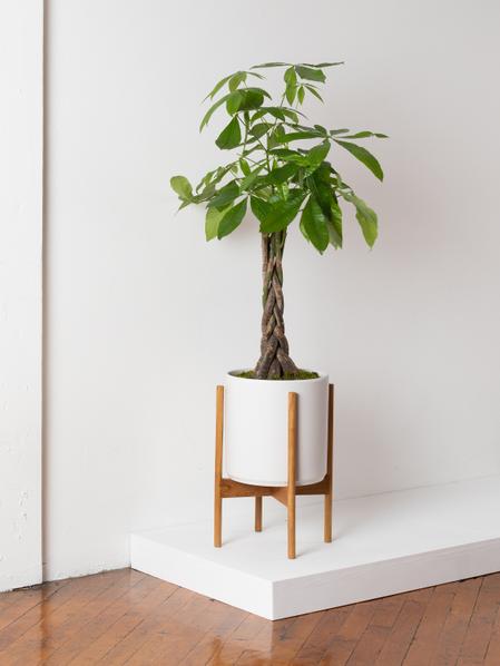 Braided Money Tree