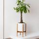Braided Money Tree