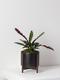 Calathea Rattlesnake