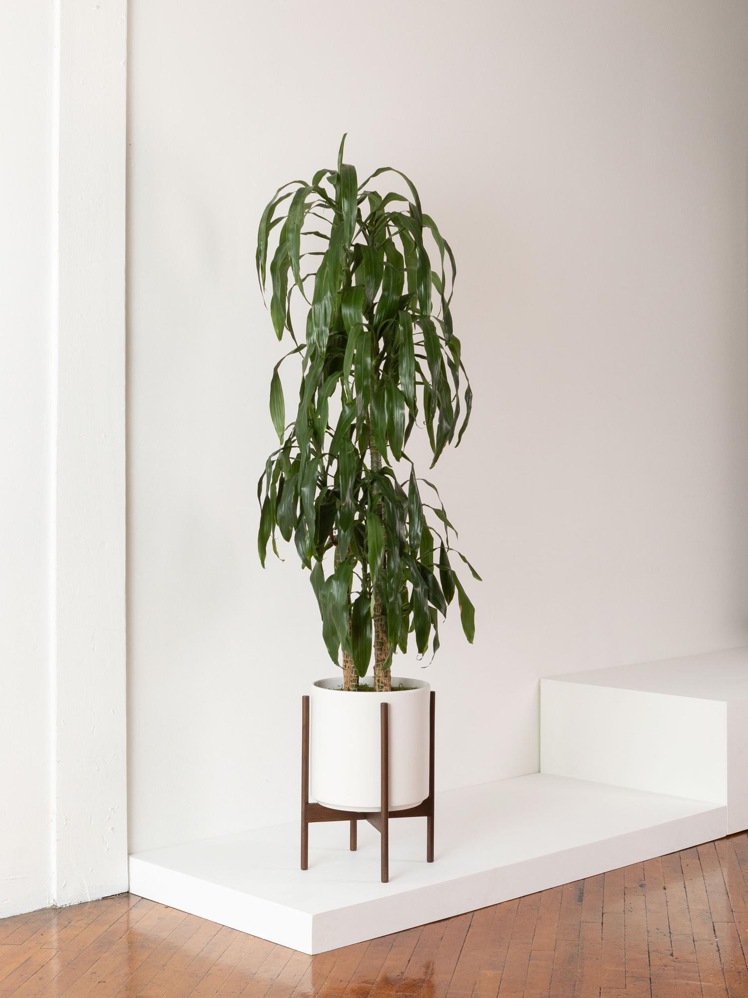 Buy a Dracaena Lisa (Extra Large) Léon &amp;