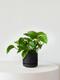 Jade Pothos