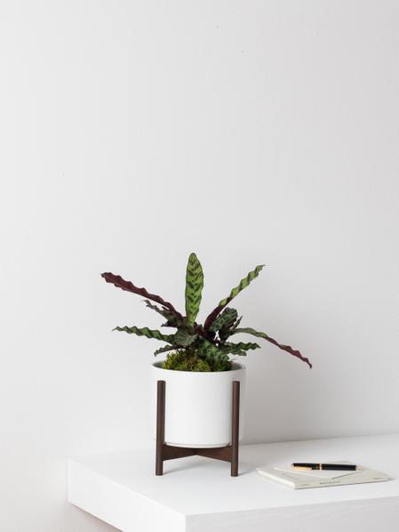 Calathea Rattlesnake