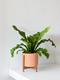Bird's Nest Fern