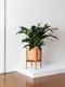Cast Iron Plant