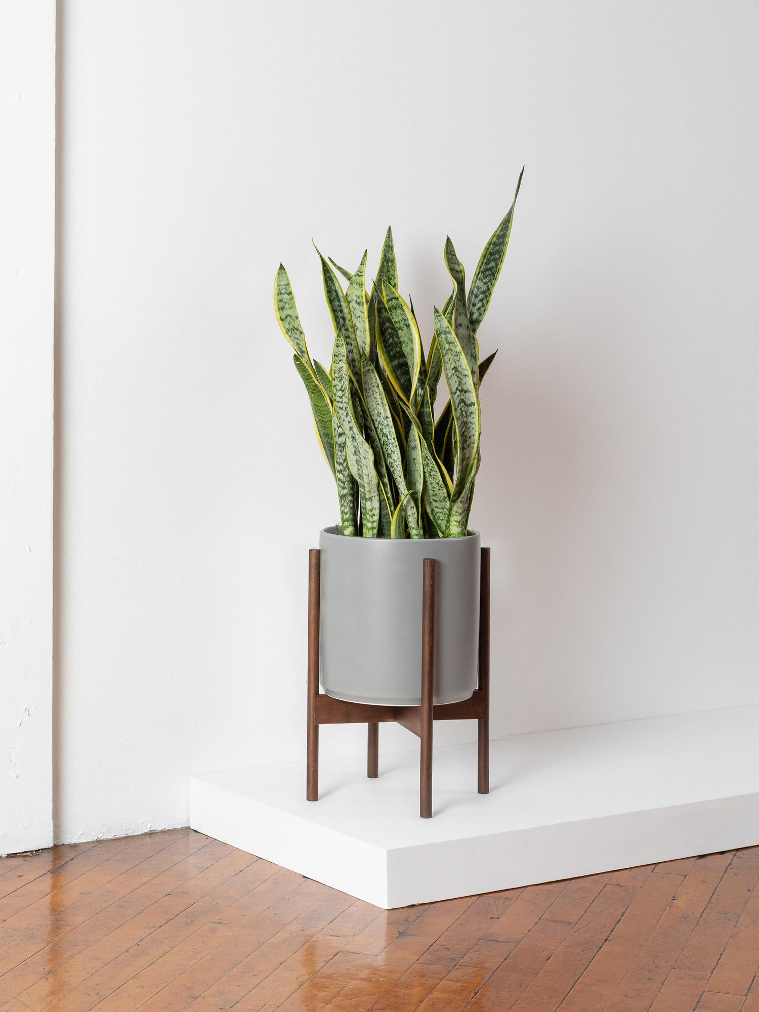 Snake Plant Laurentii - Gray Ceramic & Dark Stand