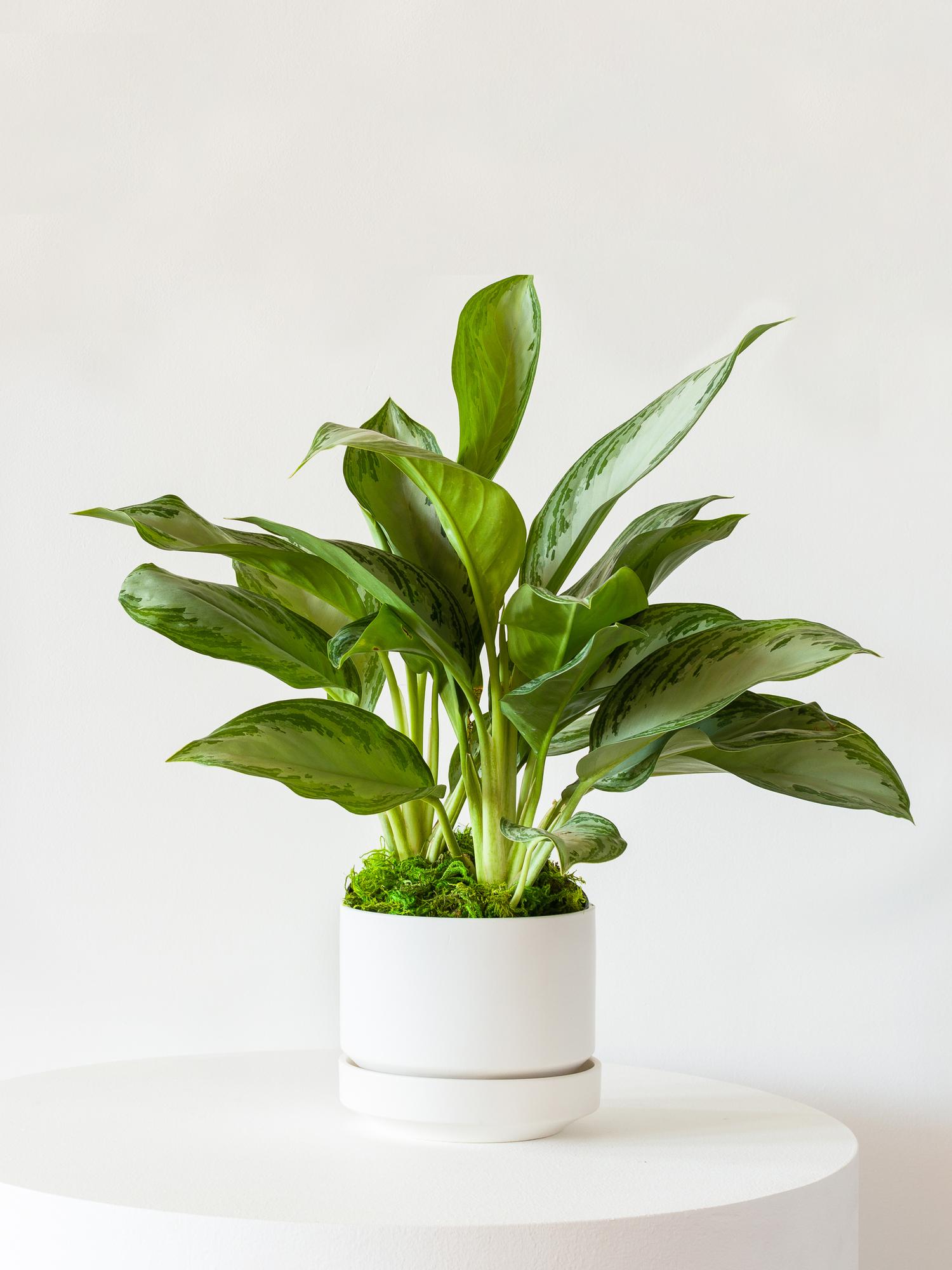 Buy a Silver Evergreen (Medium) Léon &amp; Premium