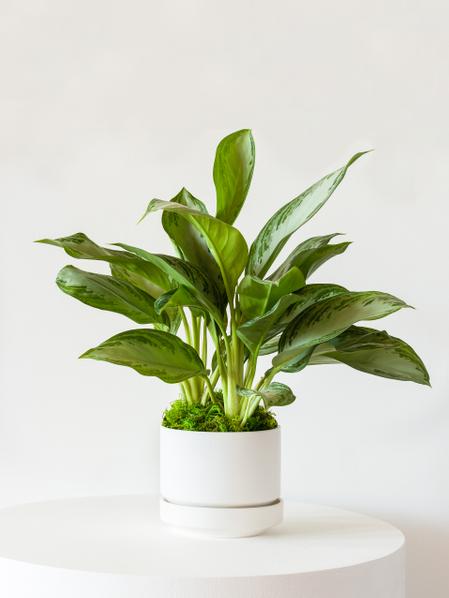 Silver Evergreen