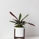 Calathea Rattlesnake