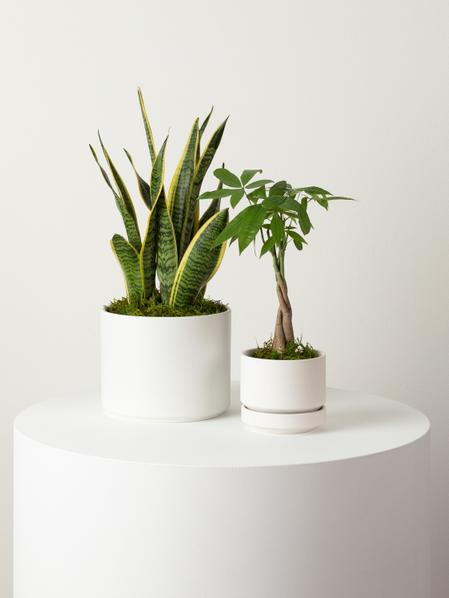 Braided Money Tree - Scandinavian