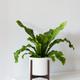 Bird's Nest Fern