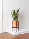 Snake Plant Laurentii