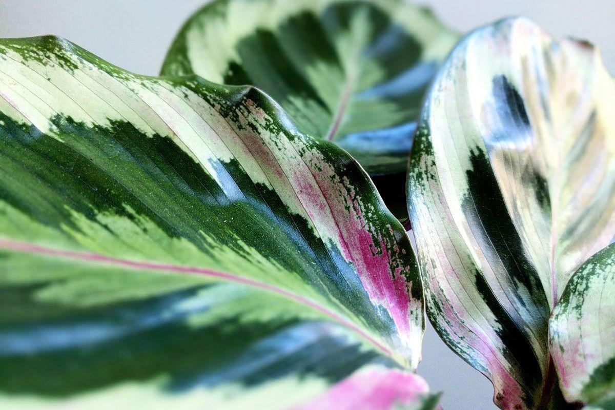 Calathea Medallion