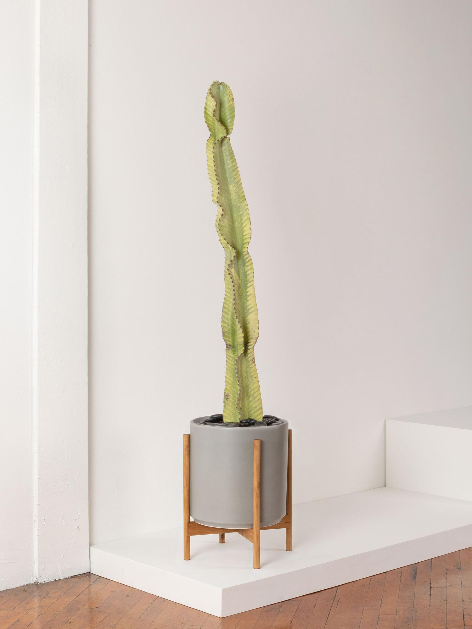 Desert Cactus - Gray Mid-Century Ceramic & Light Wood Stand 